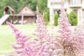 Pink flowers in garden with country house in natural background