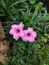 Pink flowers in the garden | download dreamstime