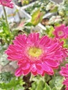 the pink flowers in the garden. flora , floral, blooming, botany, plants