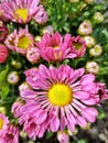 the pink flowers in the garden. gerbera, flora, floral, botany, plants, outdoor.