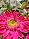 the pink flowers in the garden. gerbera, flora, floral, botany, plants, outdoor.