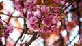 Pink flowers in the garden, japanese cherry blossoms