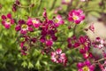 Pink flowers in a garden Royalty Free Stock Photo