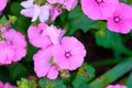 Pink flowers in the garden. pink petunia