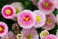 Pink flowers in the garden