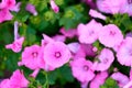 Pink flowers in the garden. pink petunia