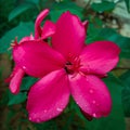 pink flowers in the garden portrait shot