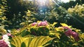 Pink flowers in the garden sunlight