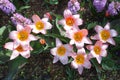 Pink Daylilies Royalty Free Stock Photo