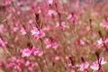 Pink flowers Gaura close up, selective fokus