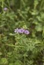 Geranium molle in bloom Royalty Free Stock Photo