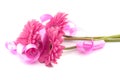 Pink flowers Gerbera with ribbon isolated on white background. Royalty Free Stock Photo