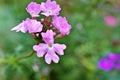 Pink flowers Glandularia bipinnatifida ,Chiricahensis ,Dakota mock vervain ,Prairie verbena ,Moradilla ,Verbenaceae ,herb p