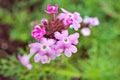 Pink flowers Glandularia bipinnatifida ,Chiricahensis ,Dakota mock vervain ,Prairie verbena ,Moradilla ,Verbenaceae ,herb p