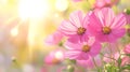 Pink flowers glowing in the warmth of the sunlight beautiful Royalty Free Stock Photo