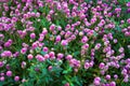 Pink Flowers of Gomphrena Globosa (Globe Amaranth Royalty Free Stock Photo