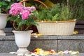 Pink flowers on the granite steps and rose petals Royalty Free Stock Photo