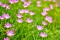 Pink flowers on grass in the outdoor garden there is a shining light