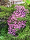 Pink flowers green background