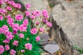 Pink flowers on green background Royalty Free Stock Photo