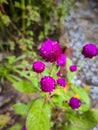 Pink flowers, green background environment natural beautiful photography Royalty Free Stock Photo