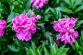 Pink flowers on a green background Royalty Free Stock Photo