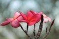 Pink flowers, green background, nature noon. Royalty Free Stock Photo