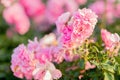 Pink flowers on a green blurred background. Roses on a branch Royalty Free Stock Photo