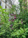 Pink flowers green bushes house