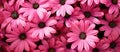 Pink flowers with green centers against black background, part of Daisy family Royalty Free Stock Photo