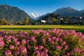 Pink flowers green field Hohematte park and Swiss alps in Interlaken, Switzerland