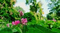 Pink flowers in the green garden