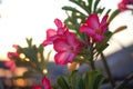 Pink flowers and green leaf with sunset light background