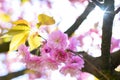 Pink flowers and green leaves on branch from cherry tree. Spring time. Royalty Free Stock Photo