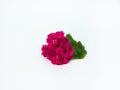 Pink flowers and green leaves geranium isolated on white background. Royalty Free Stock Photo