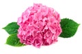 Pink flowers with green leaves of hydrangea Royalty Free Stock Photo