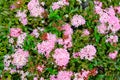 Pink flowers and green leaves of Rauvolfia serpentine closeup