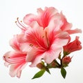 Real Azalea: Pink Flowers On White Background In The Style Of Lilia Alvarado