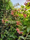 Pink flowers and green leaves. View of garden Royalty Free Stock Photo