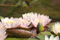 Pink flowers and green leaves of water lilies Nymphaea close-up in pond Royalty Free Stock Photo