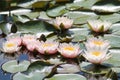 Pink flowers and green leaves of water lilies Nymphaea close-up in pond Royalty Free Stock Photo