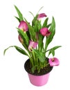 Pink flowers and green leaves of Zantedeschia calla in a pink pot isolated