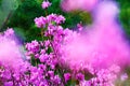 The pink flowers and green pinetrees Royalty Free Stock Photo