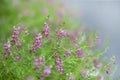 Pink flowers, green plants, winter flowers Thailand`s blue flowers, flowers in the forest