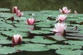 Pink flowers and green round leaves of water lilies