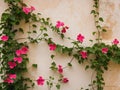 Pink Flowers and Green Vines Growing on a Stone Wall. Royalty Free Stock Photo