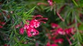 Pink flowers of Grevillea juniperina Canberra Gem and spiny leaves,  known as juniper-leaf grevillea or prickly spider-flower. Royalty Free Stock Photo