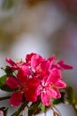 Pink Flowers On Grey Background Royalty Free Stock Photo