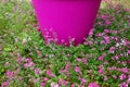 Pink Flowers in Ground Cover Royalty Free Stock Photo