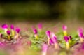 Pink flowers on ground, details of grass and blossoms, background Royalty Free Stock Photo